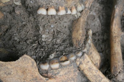 Figure 5. Human remains from Vlasac (new excavations) selected for the study of dental wear; photograph by D. Boric. 